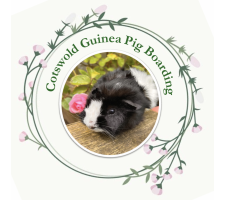 Photo of Cotswold Guinea Pig Boarding Photo of Cotswold Guinea Pig Boarding