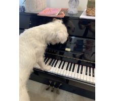 Photo of Flute Fantasia Photo of Flute Fantasia