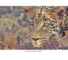 Photo of John Williams aka Lewiljo Photo of John Williams aka Lewiljo