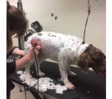 Photo of Red Head Dog Designs Photo of Red Head Dog Designs