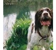 Photo of Rowan’s Dog Walking & Pet Services Photo of Rowan’s Dog Walking & Pet Services